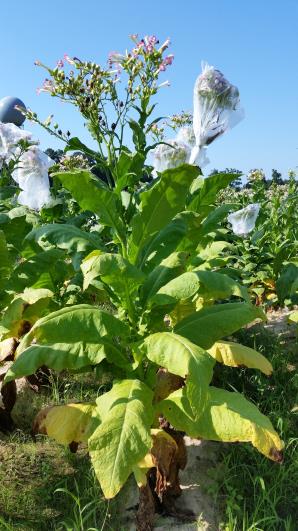 PLANT